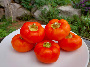 25 ALMA PAPRIKA PEPPER White Orange Red Hungarian Cherry Capsicum Annuum Seeds